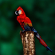 Illustration for article titled Holy crap, this parrot is actually a woman posing in bodypaint